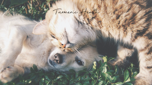 Supporting Your Pet’s Bone Health with Turmeric Golden Paste